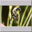 Stylops melittae - Faecherfluegler m30 5mm an Andrena vaga.jpg